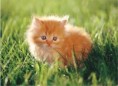 /album/photo-gallery/cute-orange-kitty-jpg/
